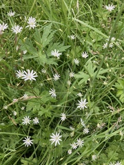 Stellaria graminea