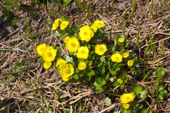 Ranunculus altaicus