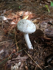Amanita longipes