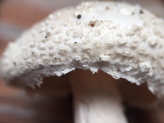 Amanita longipes