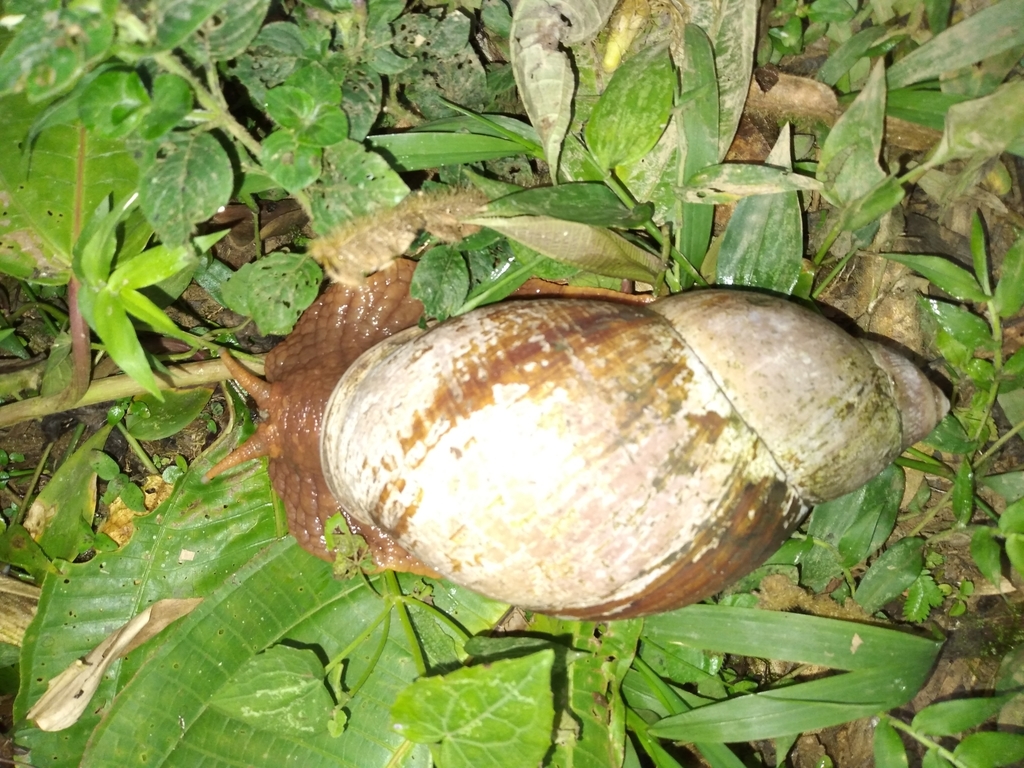 Megalobulimus maximus