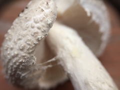 Amanita longipes