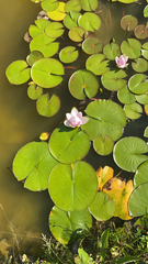 Nymphaea × marliacea