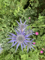 Eryngium planum