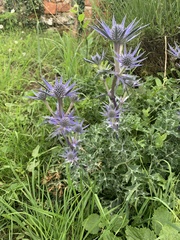 Eryngium planum