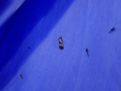 Neocochylis hybridella