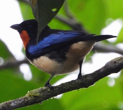 Orange-Throated Tanager photo 3