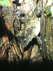 Scinax boulengeri