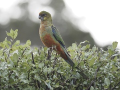 Platycercus icterotis icterotis