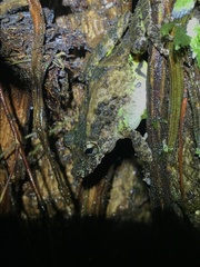 Scinax boulengeri
