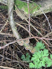 Trametes versicolor