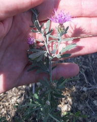 Centaurea borysthenica