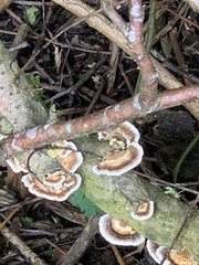 Trametes versicolor