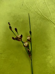 Juncus gerardi atrofuscus