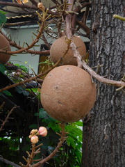 Couroupita guianensis