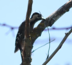 Dendrocopos syriacus