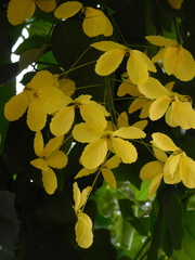 Cassia fistula