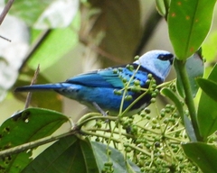 Stilpnia nigrocincta