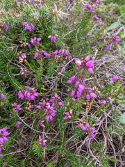 Erica cinerea