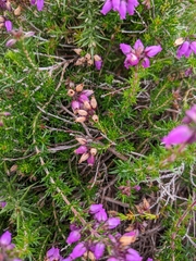Erica cinerea