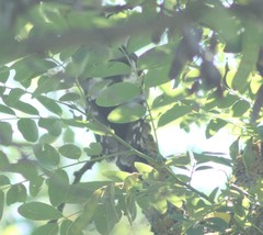 Dendrocopos syriacus