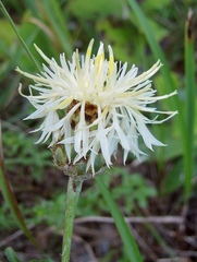 Centaurea dichroantha