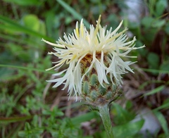 Centaurea dichroantha