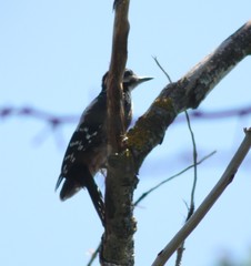 Dendrocopos syriacus