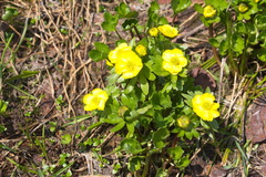Ranunculus altaicus