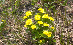 Ranunculus altaicus