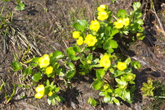 Ranunculus altaicus
