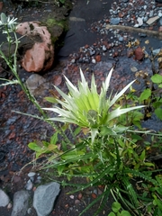 Eryngium proteiflorum