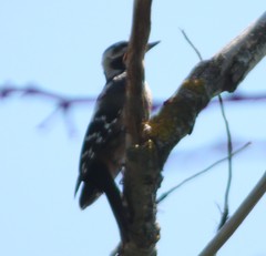 Dendrocopos syriacus