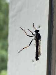 Neomochtherus geniculatus