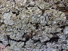 Physconia venusta