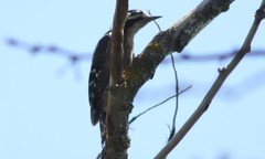 Dendrocopos syriacus