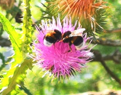 Bombus