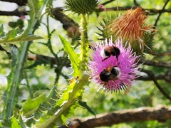Bombus