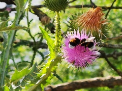 Bombus