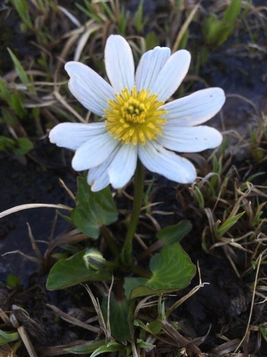 Rocky mountain marsh-marigold