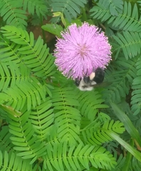 Bombus impatiens image