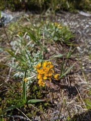 Jacobaea incana
