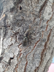Poecilonota variolosa