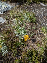 Jacobaea incana