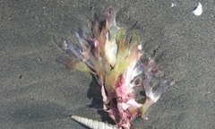 Stenogramma interruptum