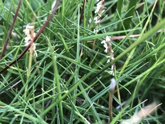 Zoysia pacifica