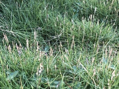 Zoysia pacifica