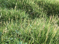 Zoysia pacifica