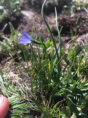 Campanula uniflora