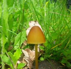 Conocybe apala albipes